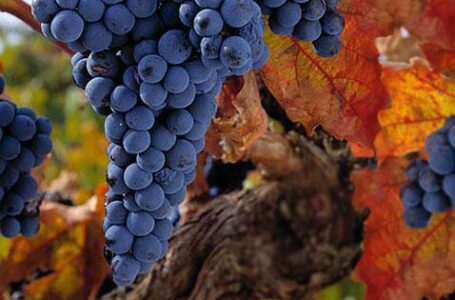Австрийские виноделы в 2014 году ожидают собрать 2,5 млн гектолитров виноматериала