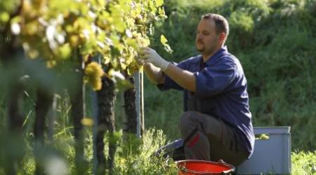  В Молдове разрабатывают меры поддержки виноделов