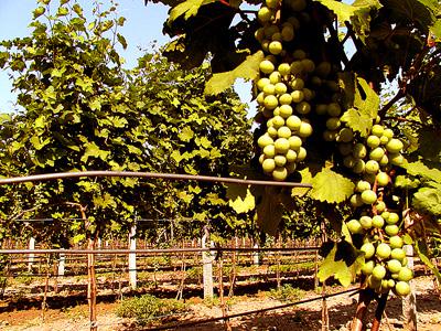  19 августа началась уборка нового урожая на виноградниках «Таврии»
