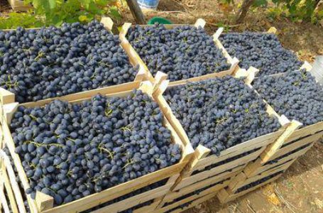 В Молдове собрали урожай-2014: винограда меньше, качество его – выше