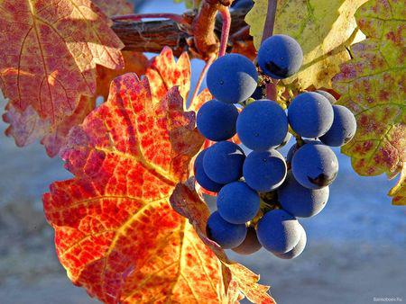  Урожай Крыма поможет России побить прошлогодний рекорд сбора винограда