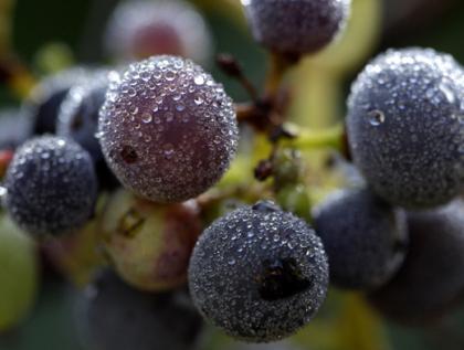  Британская компания скрестила виноград с манго