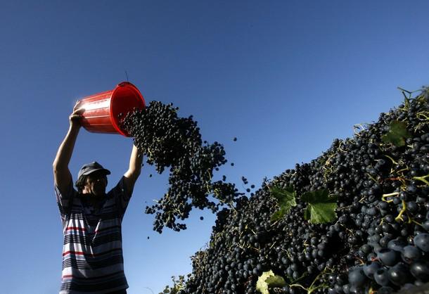  Грузия собрала рекордный урожай винограда