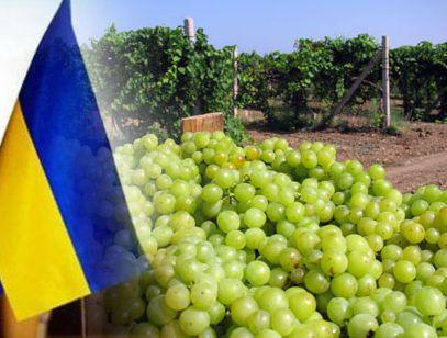  Украина вошла в международный реестр винодельческих стран