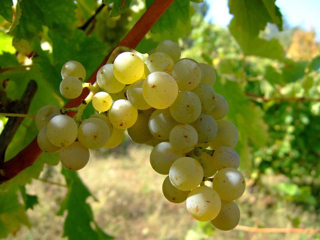  «Крикова», Молдова, планирует собрать в этом году более 4000 тонн урожая