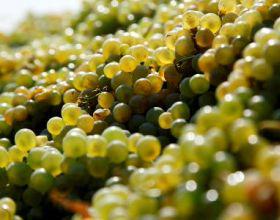  В Армении на данный момент заготовлено свыше 181 тысячи тонн винограда