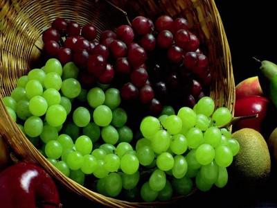  На виноградниках «Таврии» собрали рекордный урожай