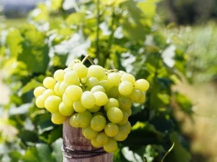  Минагрополитики Украины будет вести реестр виноградников