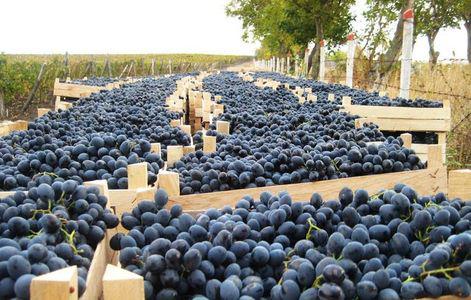  Урожай винограда в ЕС будет гораздо ниже, чем в прошлом году