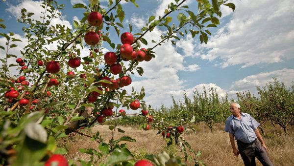  Россия может снять ограничения на импорт фруктов из Молдовы