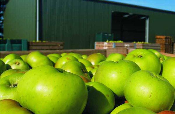  В Грузии для реализации нестандартных яблок выдано субсидий на $1,7 млн