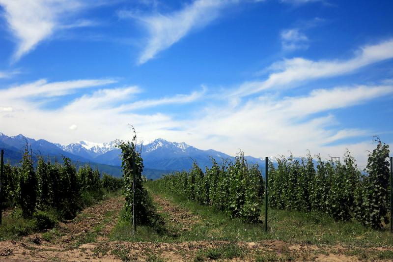  Казахстан, Arba Wine: Виноделие возрождается, производство благородных вин растет