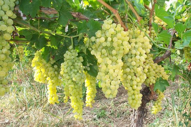  В Украине в 2014 году сократилось производство винограда – АВВУ