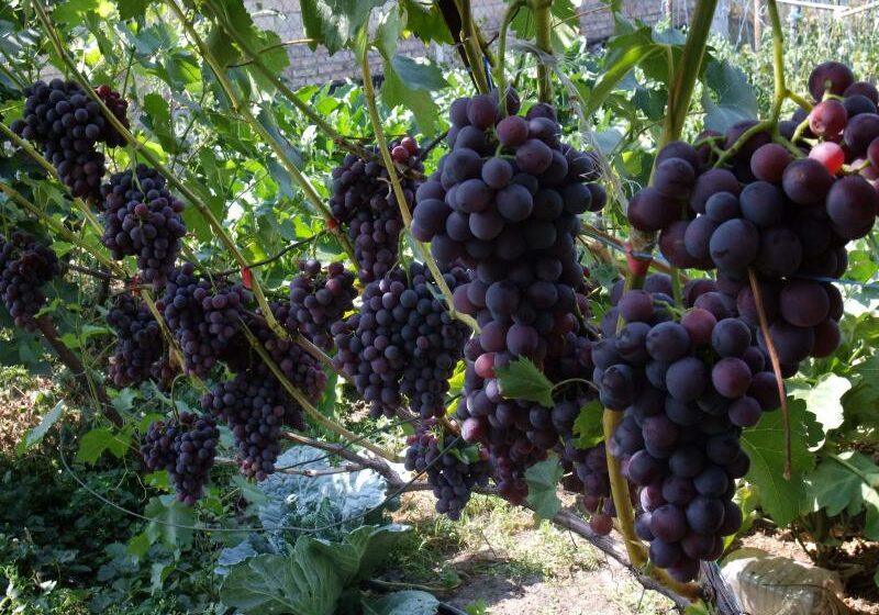  650 миллионов рублей выделят на виноградники  в Крыму