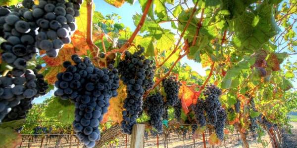  Винодельческий комбинат «Массандра» закладывает новые виноградники