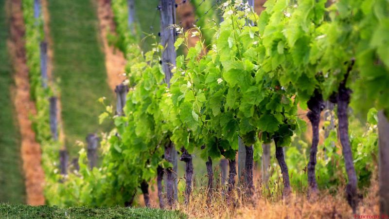  Армения: площадь виноградников сократилась, а сбор винограда возрос