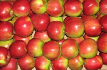Более чем в 6 раз Польша увеличила поставки яблока в Украину