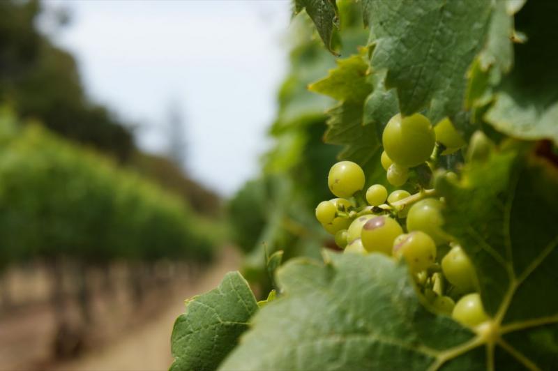  В Молдове сократилось количество плантаций винограда
