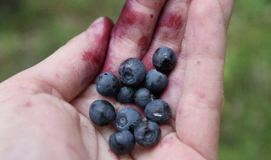  Украинские производители испытывают сложности с экспортом ягод