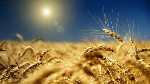  В Украине намерены активизировать внедрение аграрных расписок