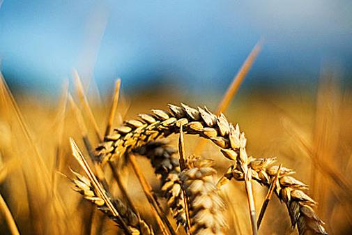  Украина: аграриев переведут на общий налоговый режим за полгода