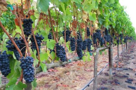 Без развития виноградарства Крым не станет самодостаточным регионом, – министр сельского хозяйства РК