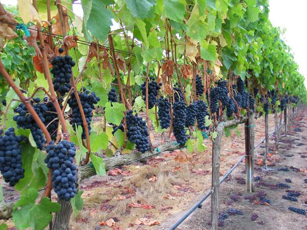 Без развития виноградарства Крым не станет самодостаточным регионом, – министр сельского хозяйства РК