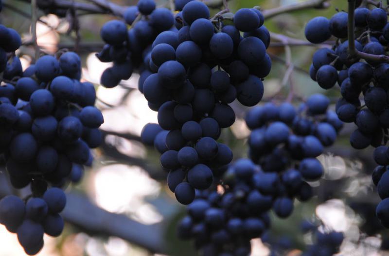  Урожай винограда в Грузии ожидается на 30% выше прошлогоднего