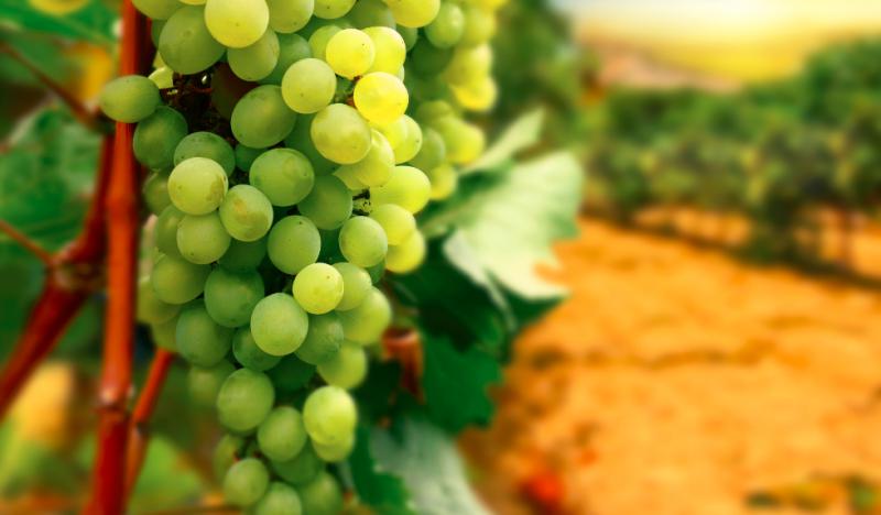  Иностранцы инвестируют в выращивание винограда в Болгарии