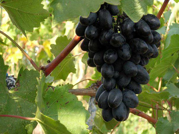  Засуха погубила виноград в Молдове