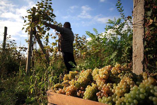  В Восточной Грузии планируется большая акция – виноградари ждут решения властей