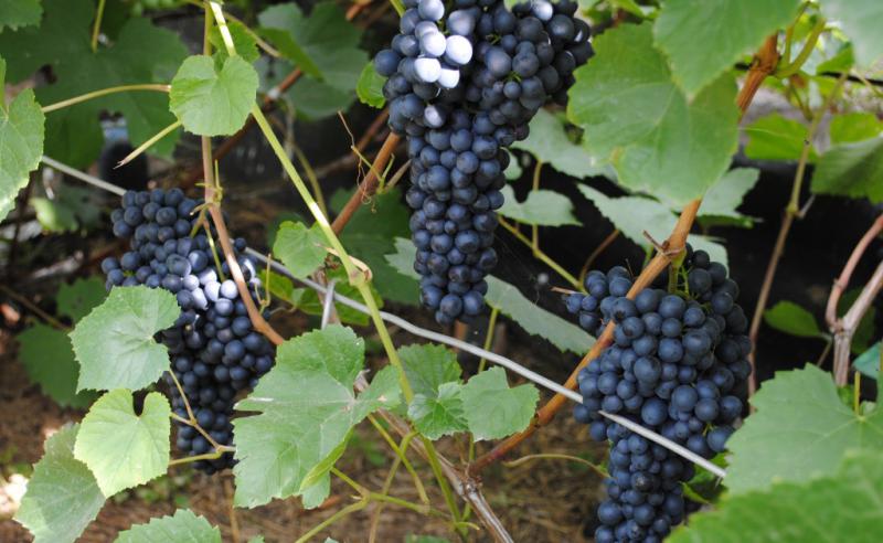  Трудности армянских виноградарей: закупочные цены и град
