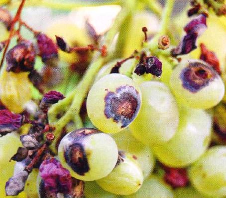  Кризис грузинского вина, или почему в Кахетии гниет виноград