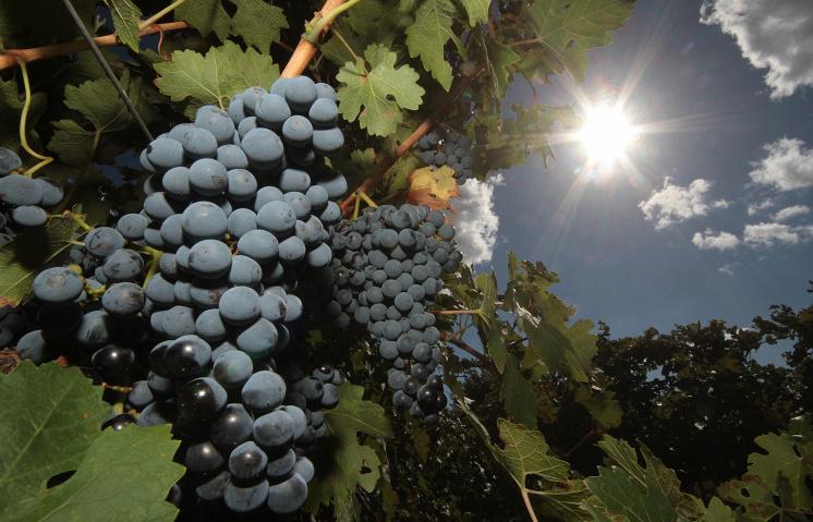  Крым готов вдвое увеличить площадь виноградников в России – глава республики