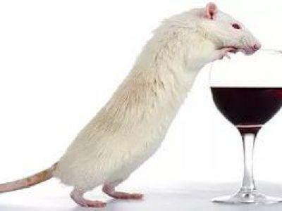  Крымские ученые тестируют методы лечения вином на крысах