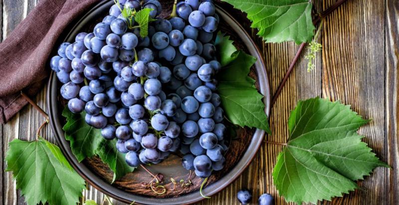  Рекордный за последние 30 лет урожай винограда собрали в Дагестане