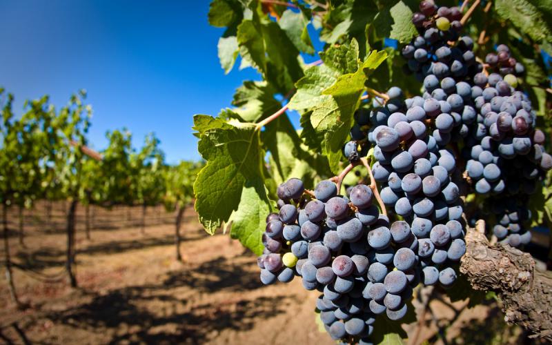  Успешное виноградарство в Украине: быть или не быть?