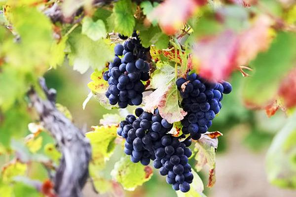  Конференция «Успешное виноградарство в Украине – 2016»  соберет виноградарей и виноделов в Одессе