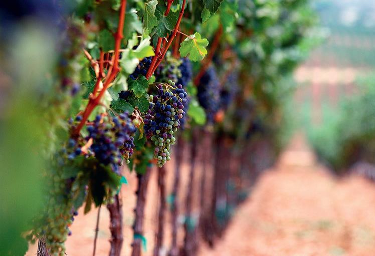  Виноградарей Молдовы обяжут вносить информацию о своей продукции в винодельческий регистр