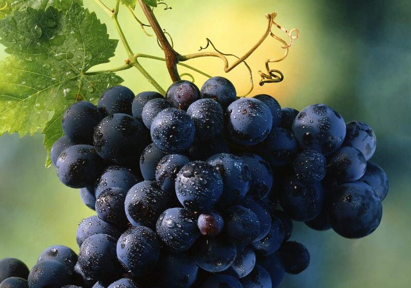  Стала известна ключевая тема всеукраинской конференции для виноградарей и виноделов Украины