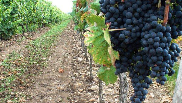  Греческие виноделы: вина в мире стали лучше, а конкуренция жестче