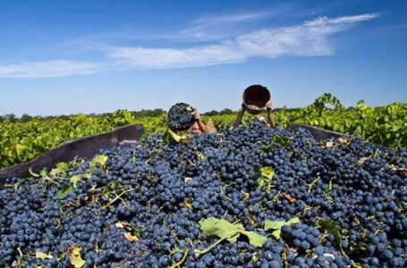 Ставропольские виноградари с оптимизмом восприняли нововведения
