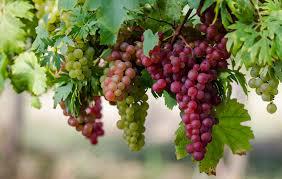  Украина в 2015 г. сократила переработку винограда на виноматериалы на 15,2% – Госстат