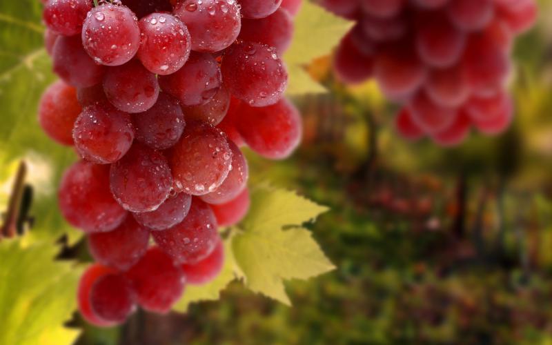  Молдова просит ЕС увеличить квоту на экспорт винограда