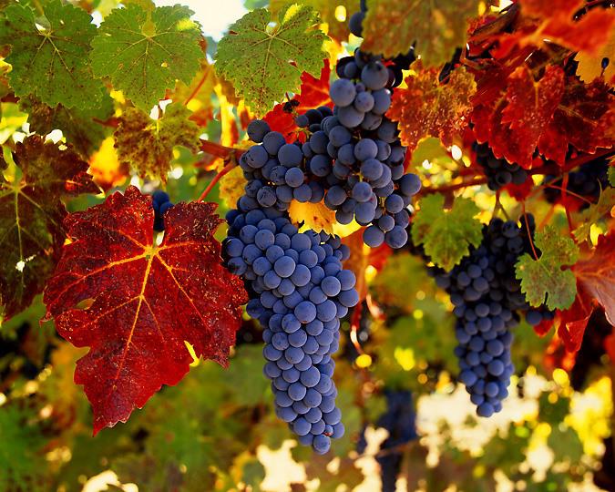  Виноградари и виноделы Крыма создали саморегулируемую организацию