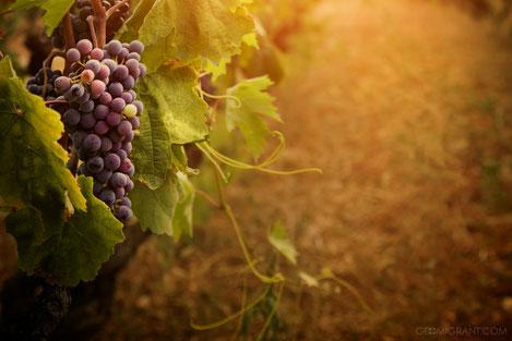  Свыше 570 гектаров новых кустов винограда заложили аграрии Дагестана
