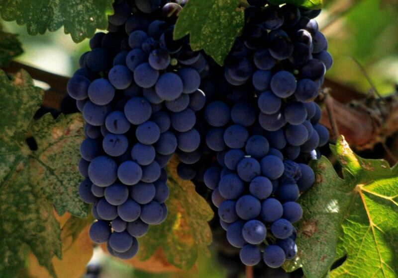  Для развития виноградарства Ставрополью в 2,5 раза увеличат финансирование