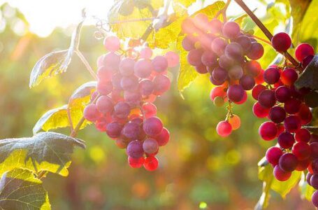 Град нанес большой ущерб виноградникам во Франции