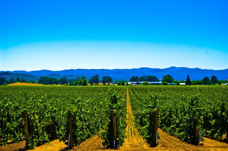  На виноградниках Франции ожидается низкий урожай