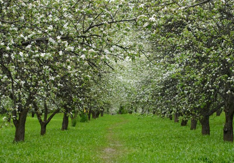  Первый яблоневый сад интенсивного типа заложат в Южной Осетии в 2017 году